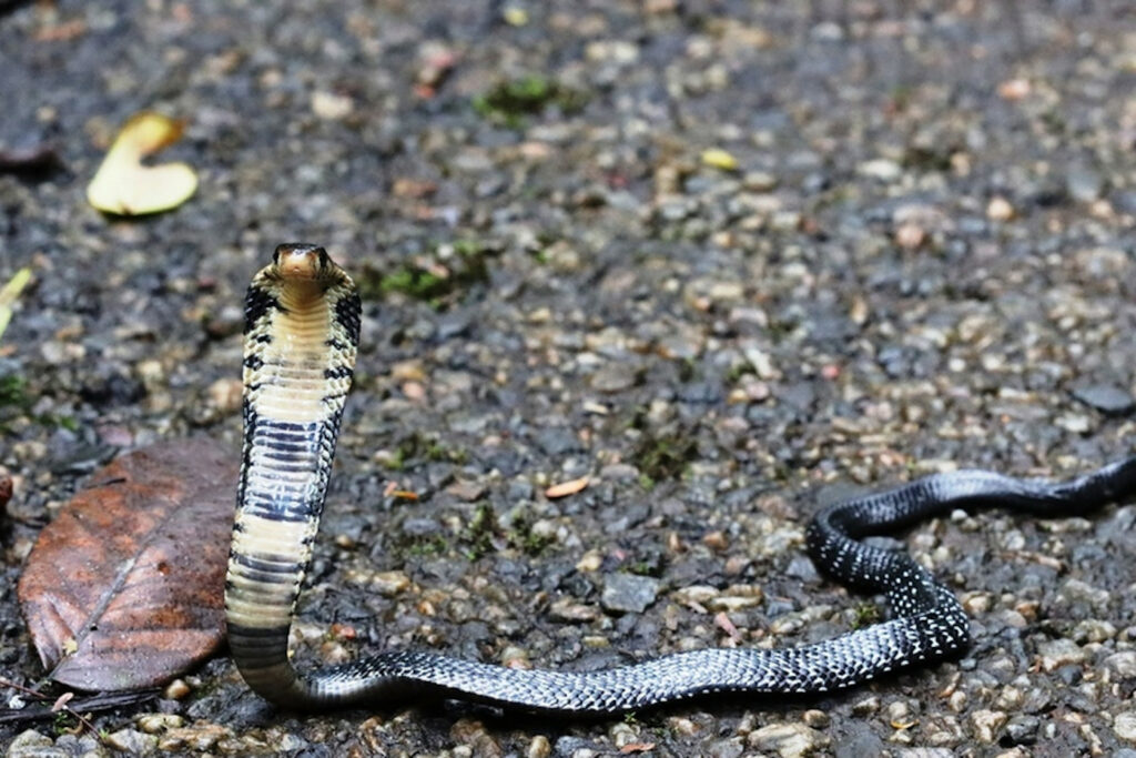 Naja guineensis Cobra noir des forêts