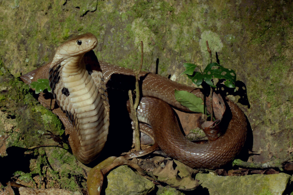 Naja kaouthia animal serpent cobra asiatique