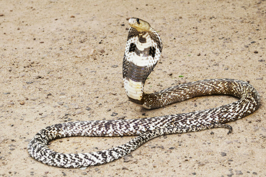 Naja naja animal serpent à lunettes cobra indien