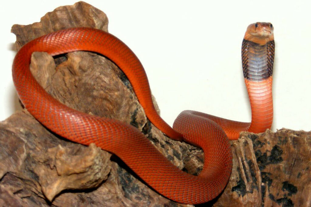 Naja pallida Cobra cracheur rouge