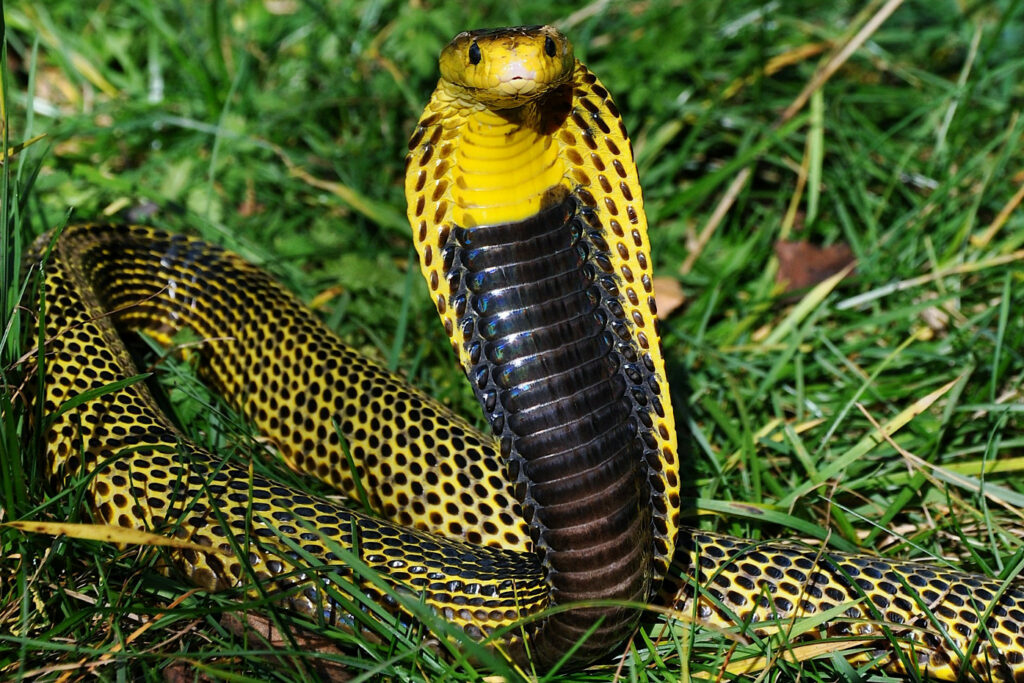 Naja samarensis animal cobra de samar jaune noir cracheur philippines