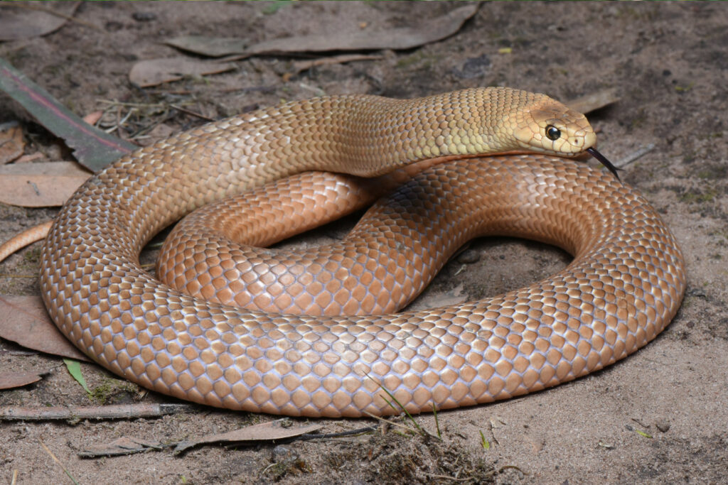 Pseudonaja textillis Serpent brun
