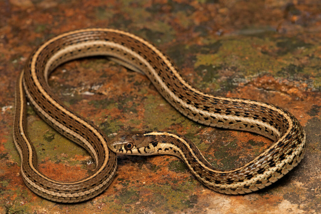 Thamnophis eques