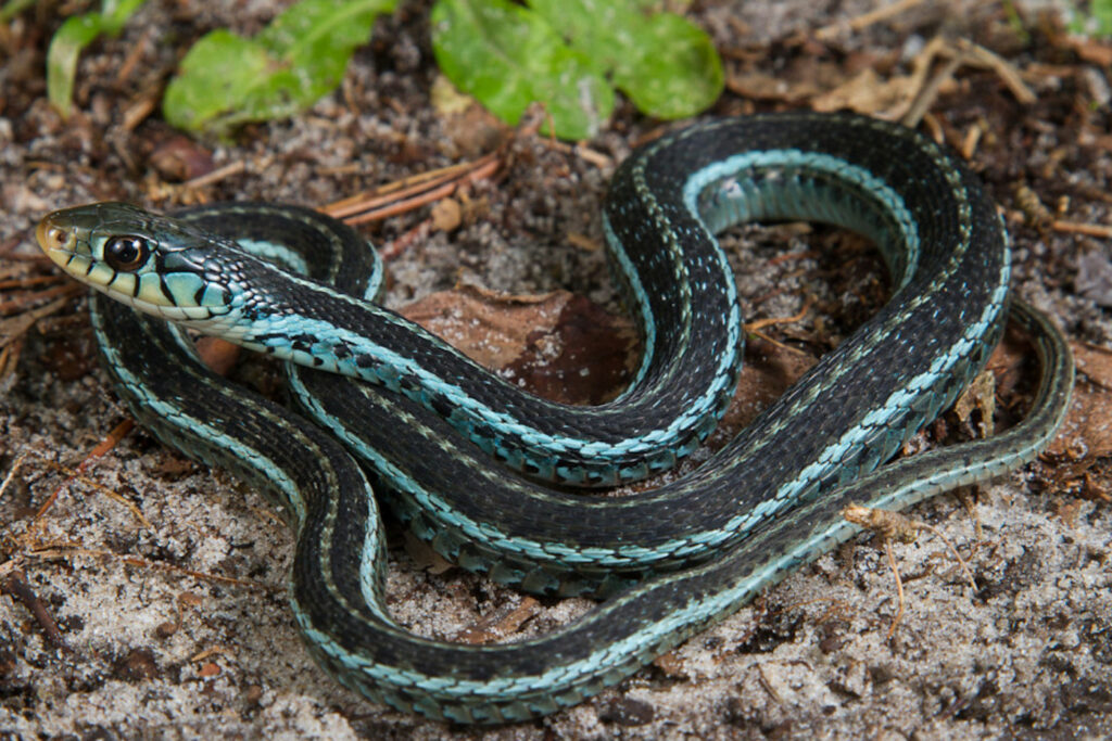 Thamnophis sirtalis similis (Serpent-jarretière de Floride)